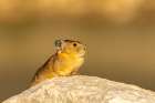 USA, Wyoming, Medicine Bow National Forest. Close-up of pika on rock. Art Print